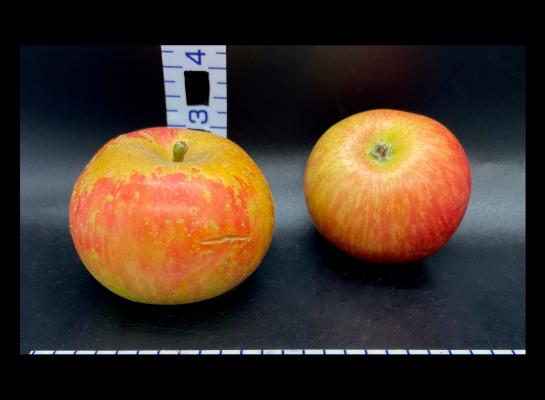 Apple Index - 